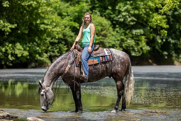 grey-gelding-kentucky-mountain-horse