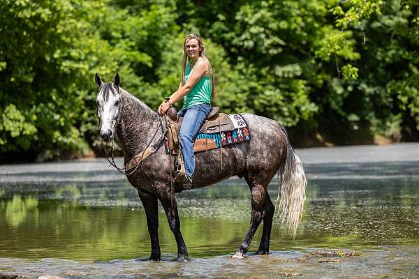 local-kentucky-mountain-horse