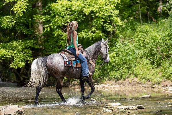 night-kentucky-mountain-horse