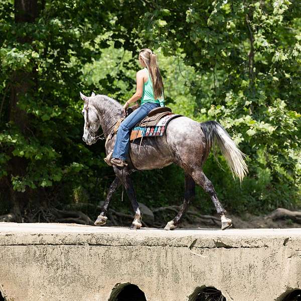 park-kentucky-mountain-horse