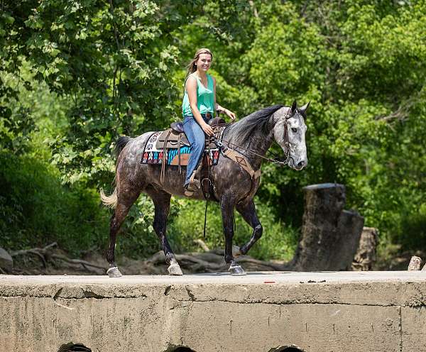 please-kentucky-mountain-horse