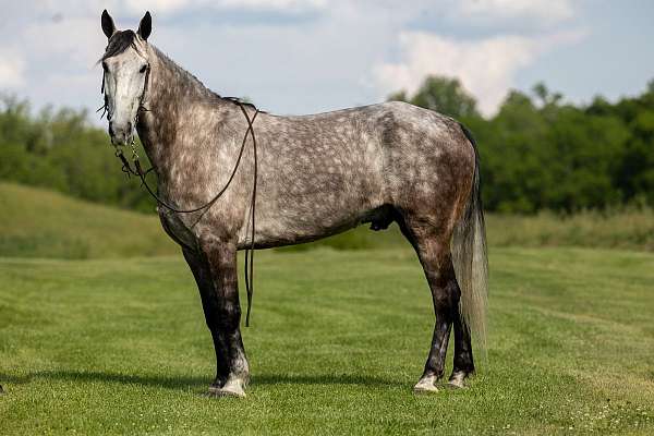 quality-kentucky-mountain-horse