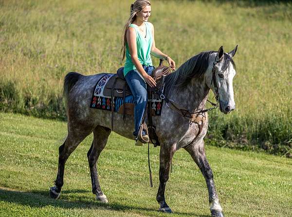 rail-kentucky-mountain-horse