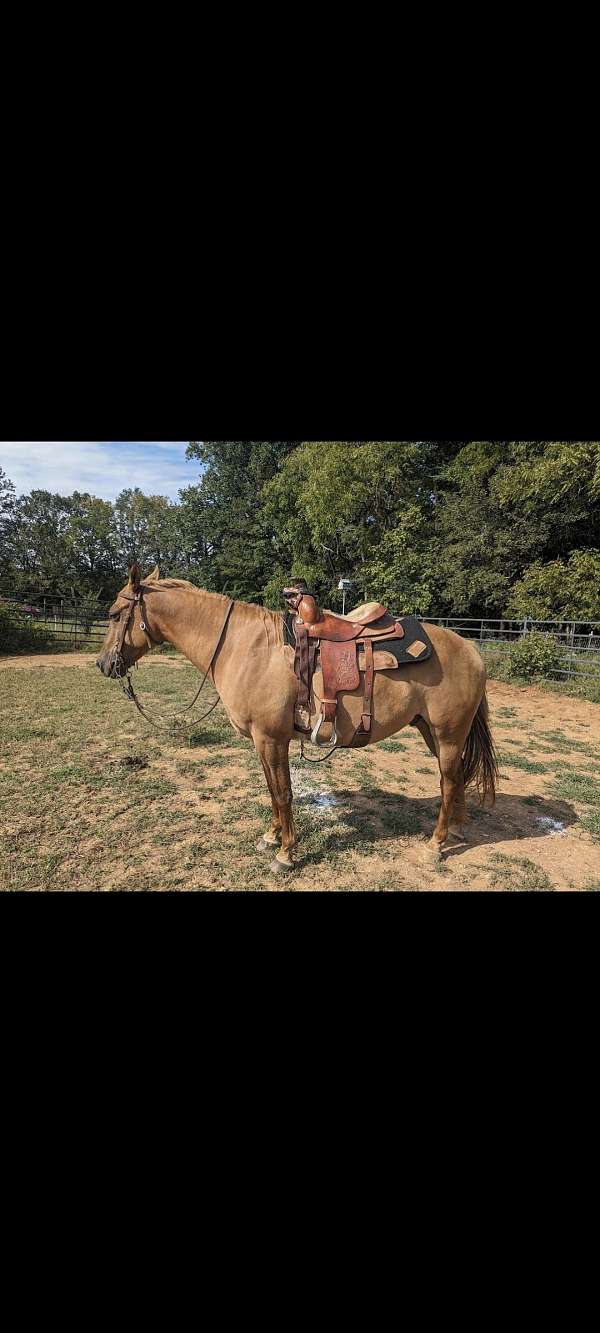 dun-gelding-for-sale