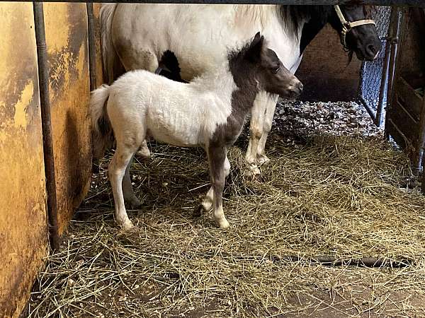 black-pinto-miniature-colt-foal