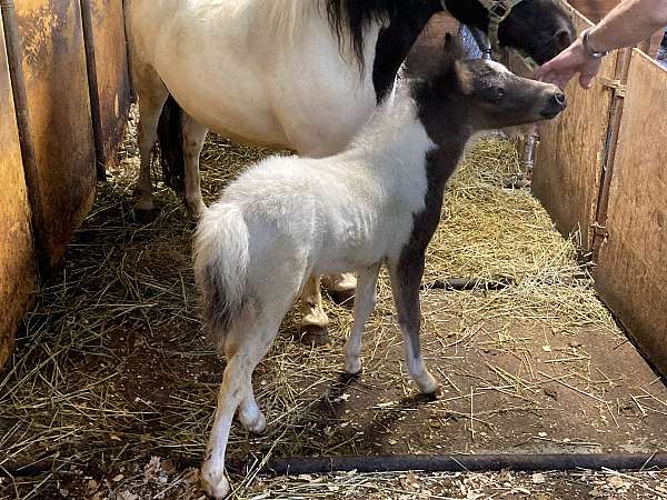 black-pinto-amhr-colt-foal