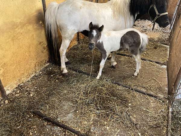 show-colt-foal