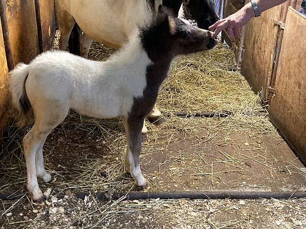 black-pinto-amhr-horse