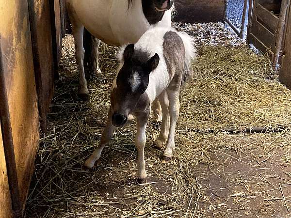 black-pinto-colt-foal-for-sale