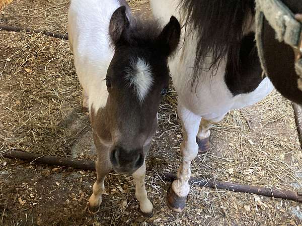 amhr-colt-foal