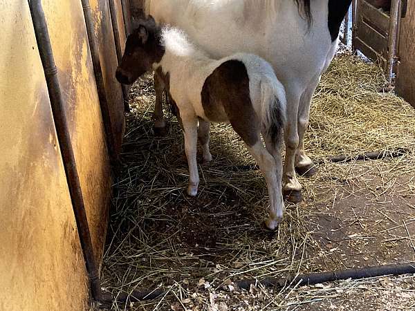 amhr-miniature-pinto-colt-foal