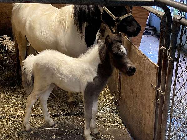 black-pinto-colt-foal