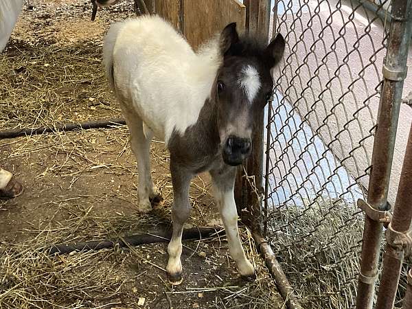 miniature-pinto-colt-foal