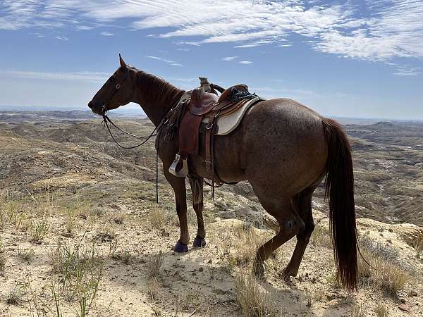 pete-quarter-horse