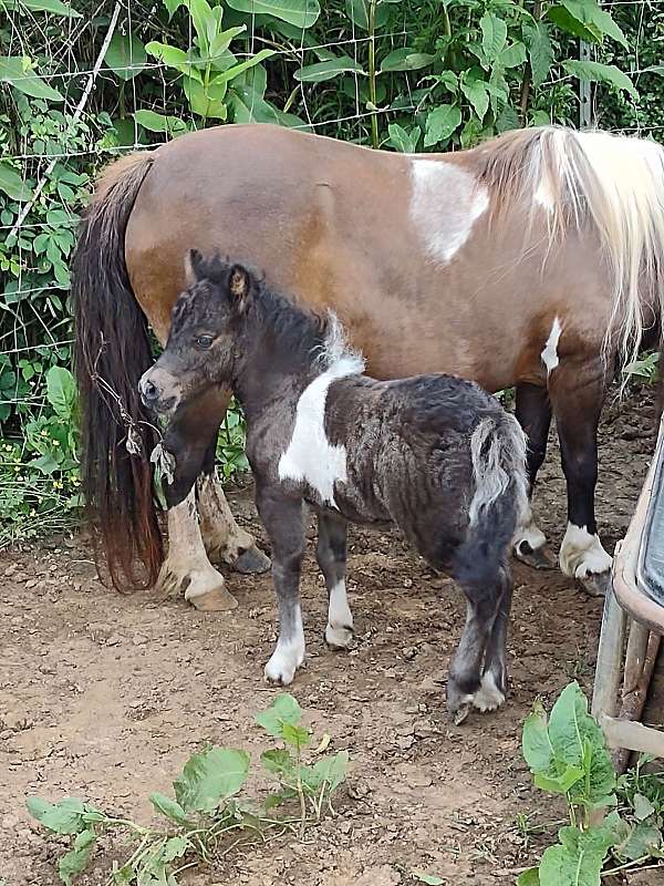 miniature-tennessee-filly