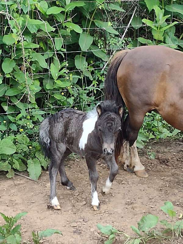 therapy-horse-filly