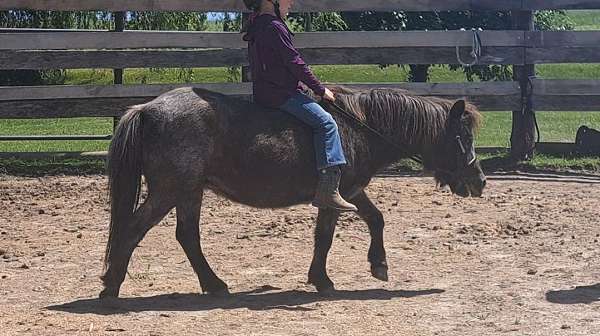 breeding-miniature-horse