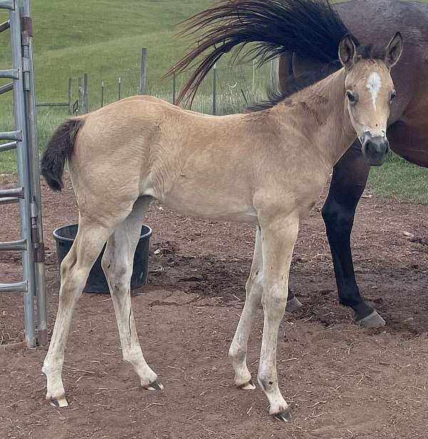 buckskin-four-white-feet-blaze-horse