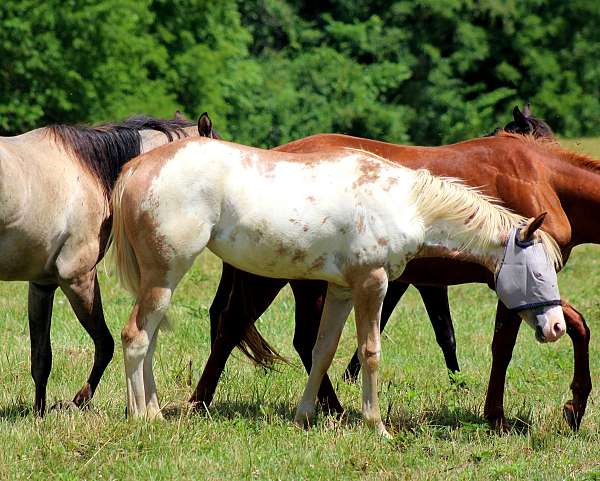 chestnut-breeding-flashy-horse