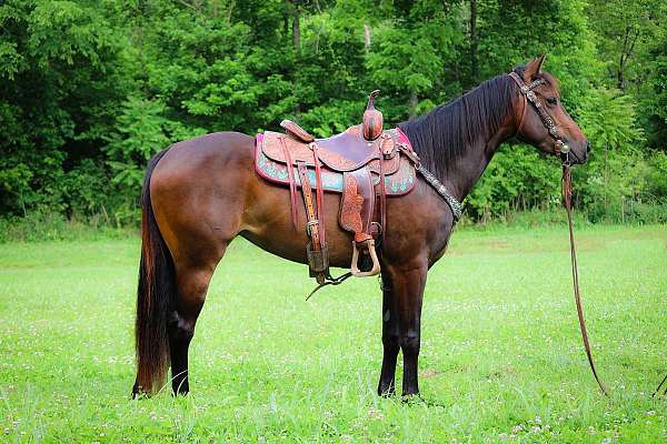 all-around-quarter-horse