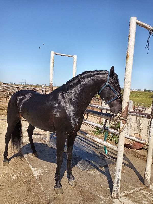 breeding-stallion-andalusian-horse