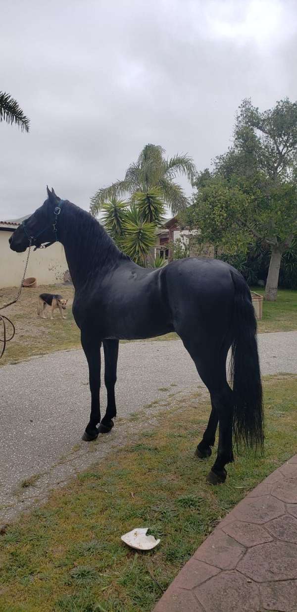 black-andalusian-stallion