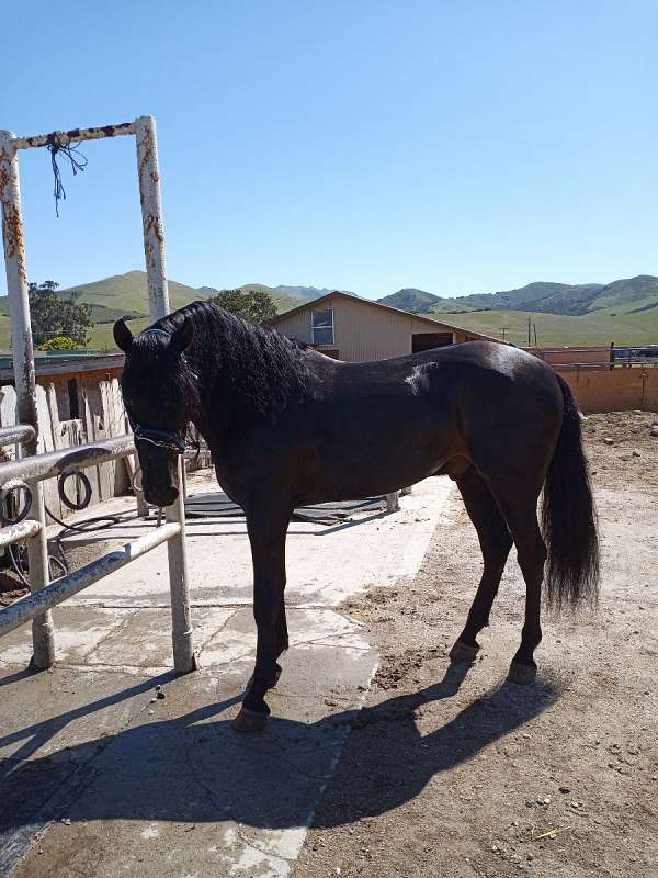 black-breeding-stallion-horse