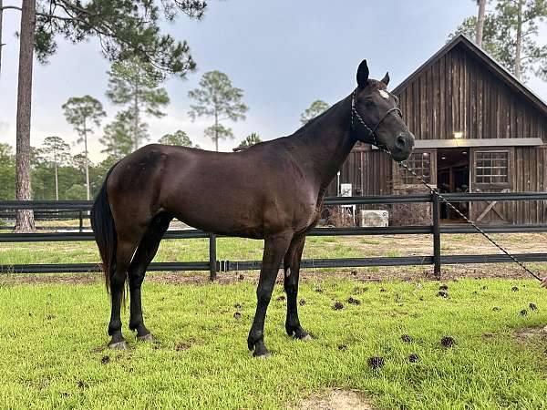 quarter-horse-for-sale