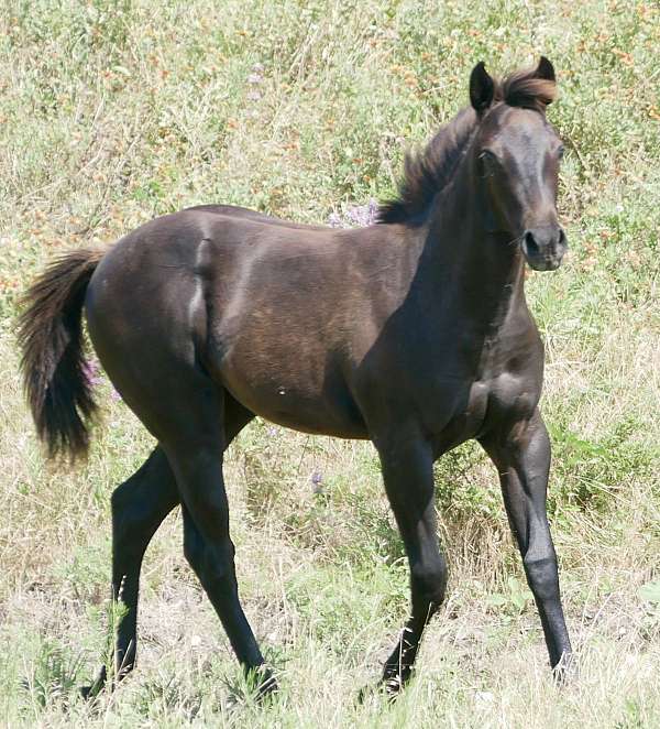 hollywood-white-quarter-horse