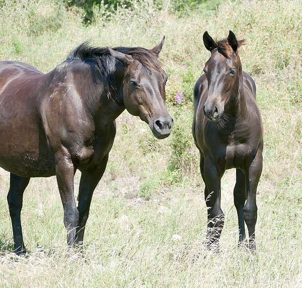 ready-for-new-home-quarter-horse