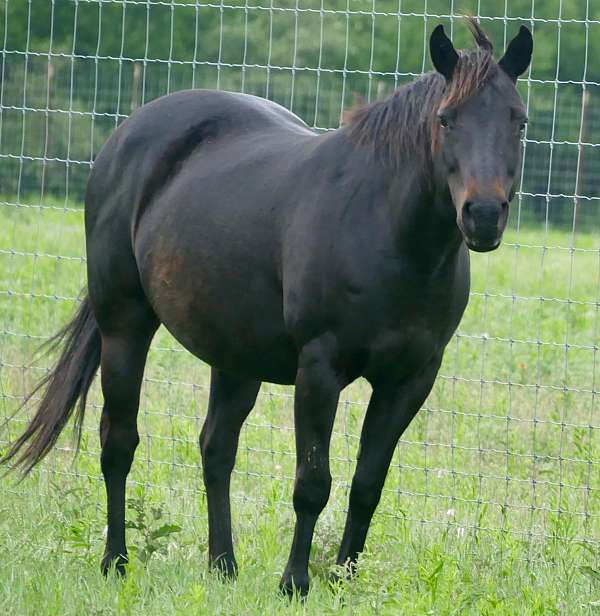 ready-for-new-home-horse