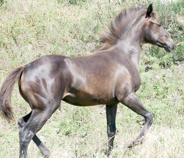 aqha-registered-quarter-horse