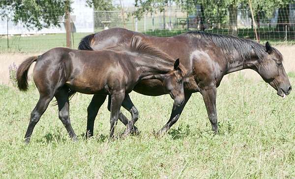 weanling-quarter-horse