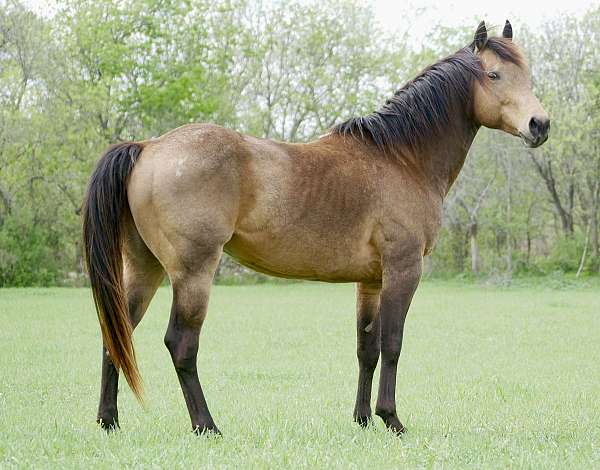 black-filly-quarter-horse