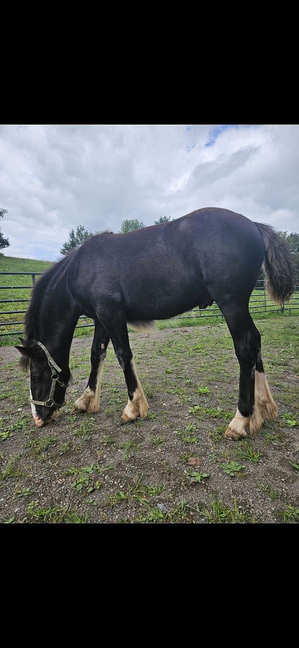 morgan-gelding-yearling