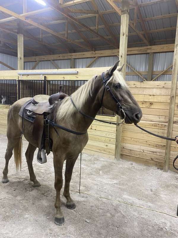 breeding-rocky-mountain-horse