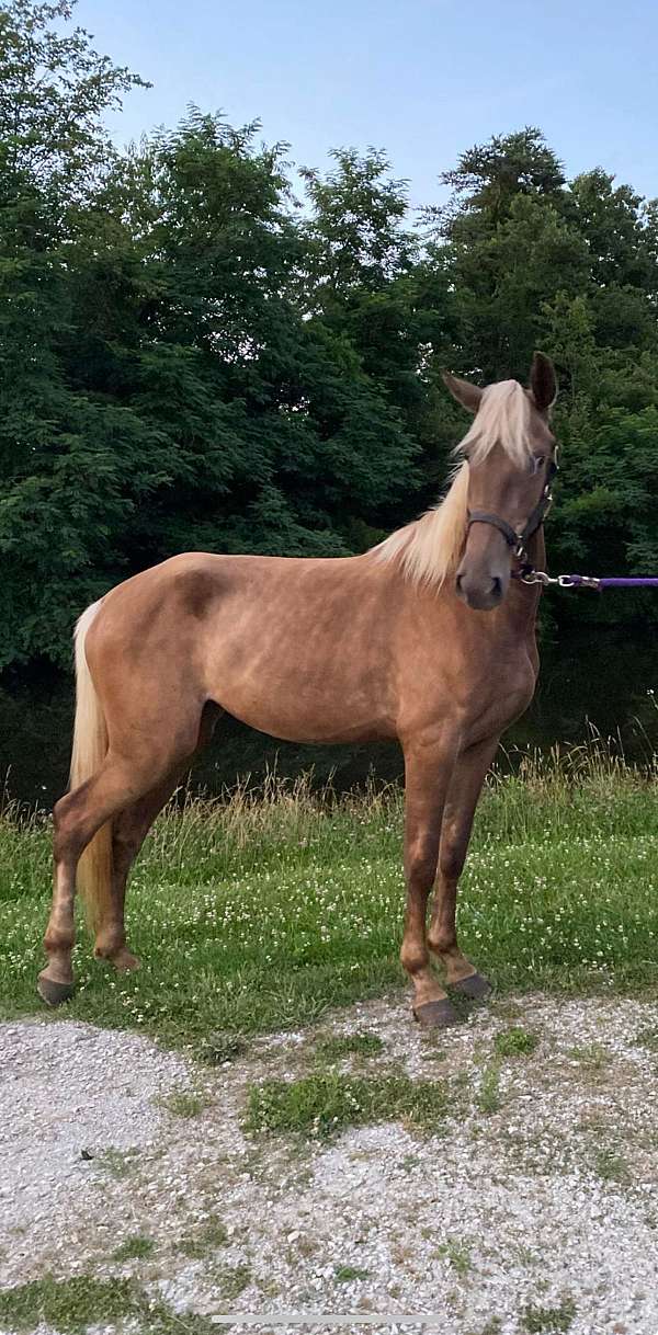 blue-boy-rocky-mountain-horse