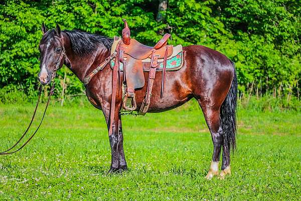 all-around-missouri-fox-trotter-horse