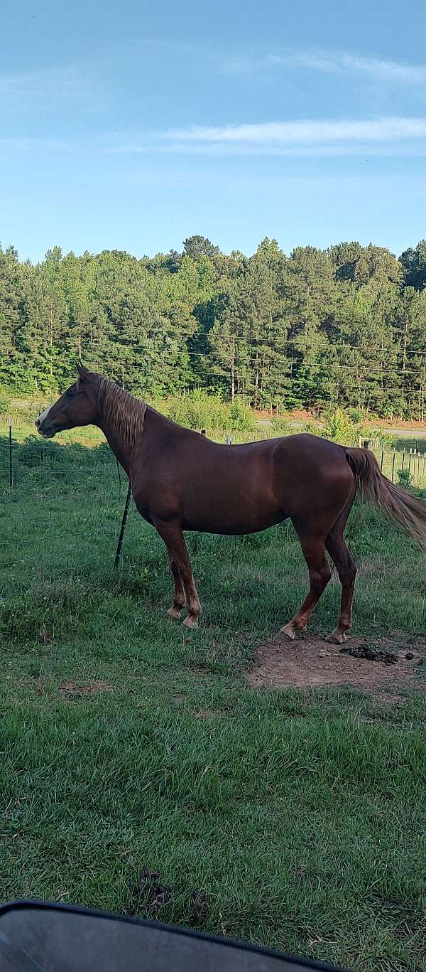 rpm-tennessee-walking-horse