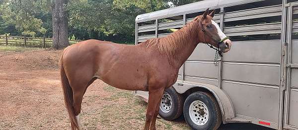 dash-for-cash-barrel-racing-broodmare-quarter-horse