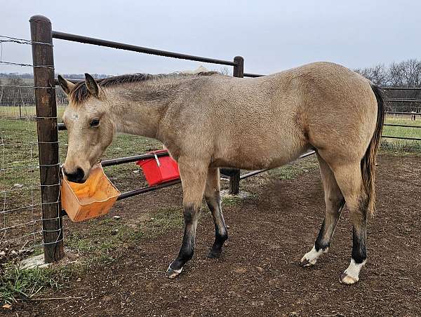 left-front-cornet-2-rear-pastern-horse