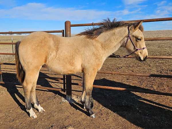 left-front-cornet-2-rear-pastern-horse