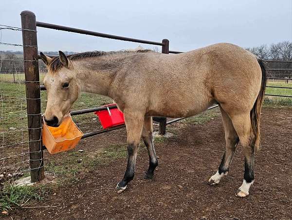 left-front-cornet-2-rear-pastern-horse