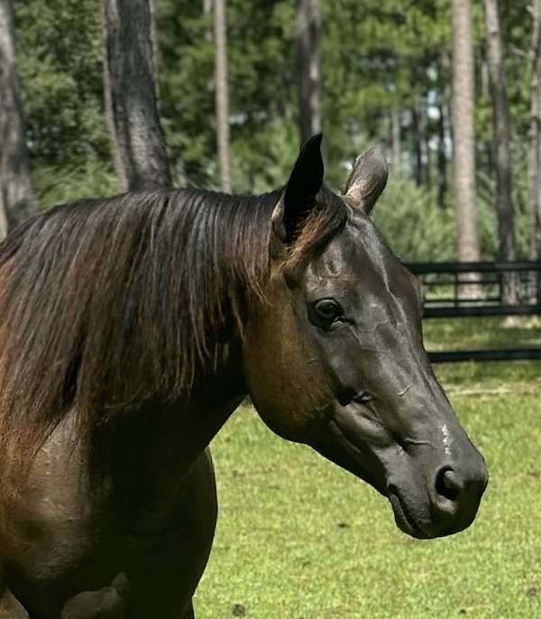 all-around-quarter-horse