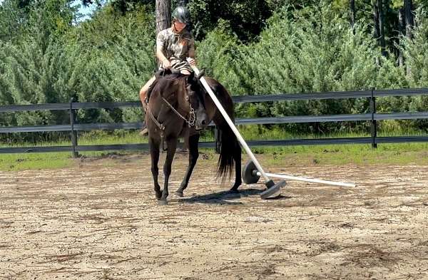 beginner-quarter-horse