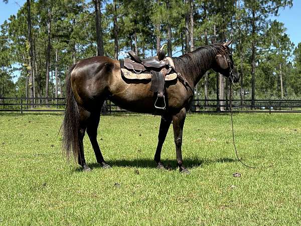 endurance-quarter-horse