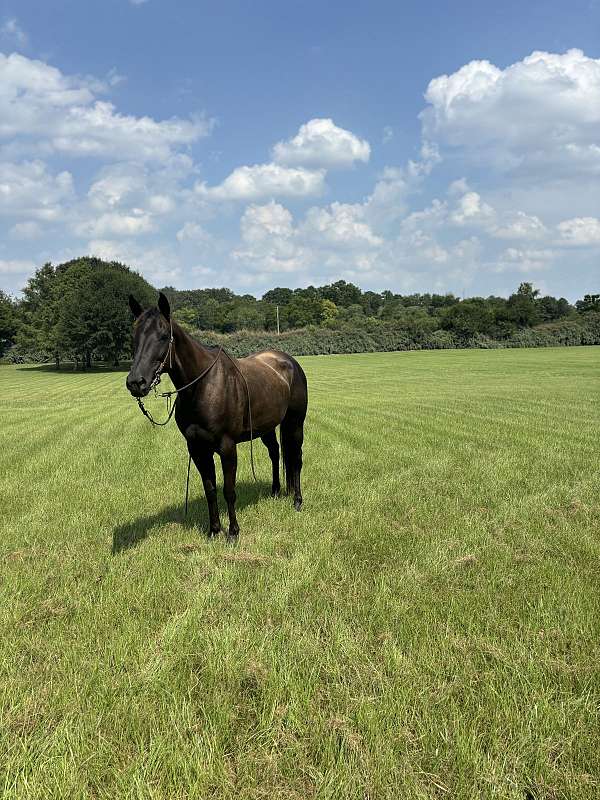 cutting-prospect-quarter-horse