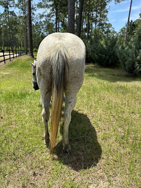 barrel-quarter-horse