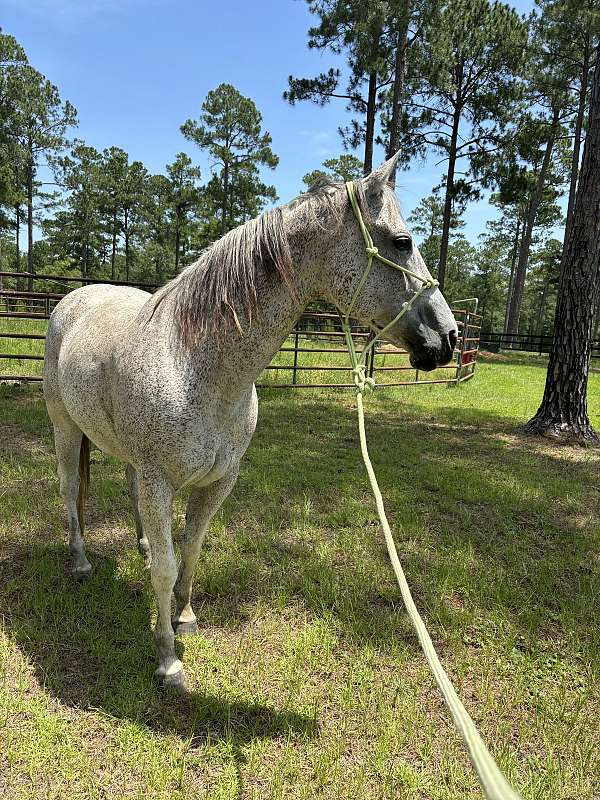 barrel-racing-quarter-horse