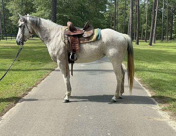 trail-quarter-horse